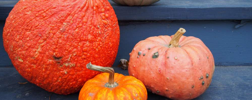 pumpkins on our front steps